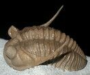 Killer Prochasmops Trilobite From Estonia - Super Rare #30810-2